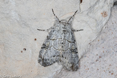 Charadra dispulsa