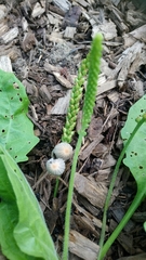 Conocybe apala albipes