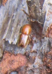 Ips sexdentatus