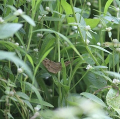 Anticarsia irrorata