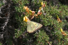 Colias ladakensis