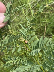 Indigofera cryptantha cryptantha