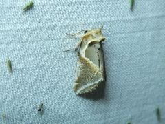 Habrosyne pyritoides
