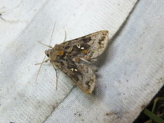 Autographa pulchrina