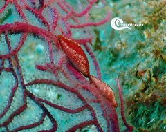 Simnia spelta