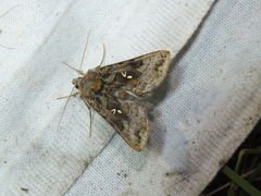 Autographa pulchrina