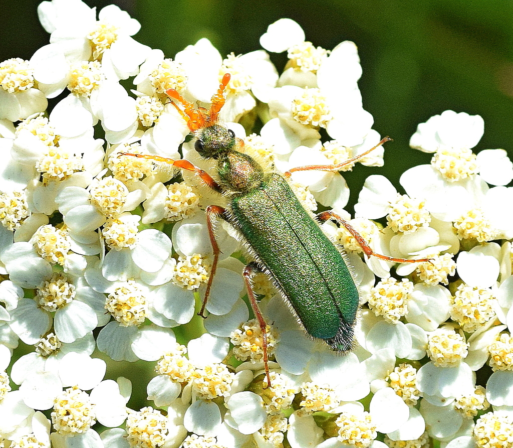 Cerocoma schaefferi