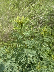 Indigofera cryptantha cryptantha