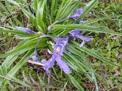 Iris planifolia