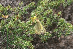 Colias ladakensis