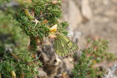 Colias ladakensis
