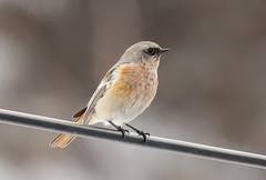 Phoenicurus erythronotus