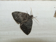 Hydriomena furcata