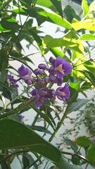 Dichorisandra thyrsiflora