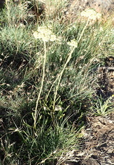 Helichrysum nudifolium