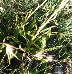 Helichrysum nudifolium
