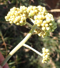 Helichrysum nudifolium