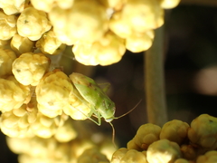 Helichrysum nudifolium