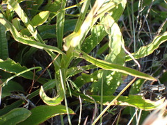 Helichrysum nudifolium