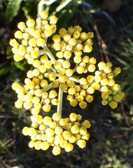 Helichrysum nudifolium