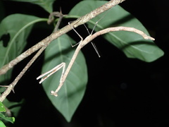 Angela quinquemaculata