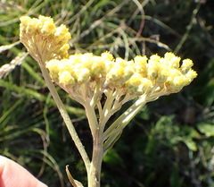Helichrysum nudifolium