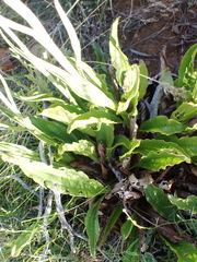 Helichrysum nudifolium