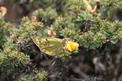 Colias ladakensis
