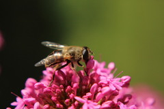 Eristalis tenax