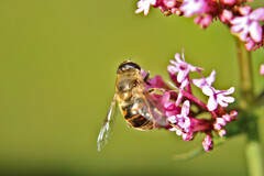 Eristalis tenax