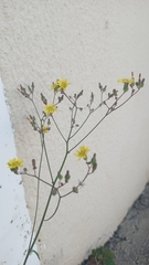 Asteraceae
