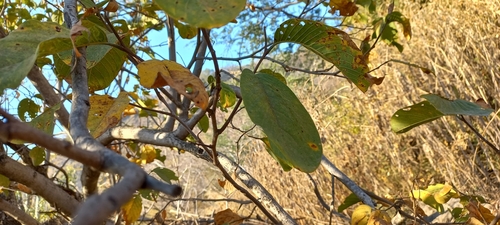Annona longiflora, photograph 1