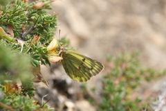 Colias ladakensis