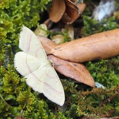 Rhodostrophia calabra