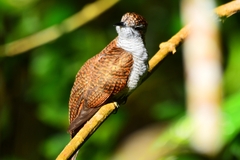 Cacomantis sonneratii