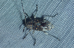 Atrypanius conspersus