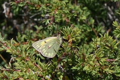Colias ladakensis
