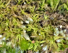 Trichostomum brachydontium