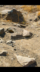 Philodryas chamissonis