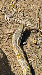 Philodryas chamissonis