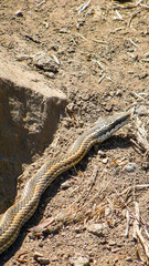 Philodryas chamissonis