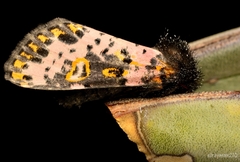 Xanthopastis moctezuma