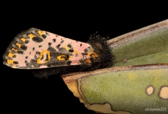 Xanthopastis moctezuma