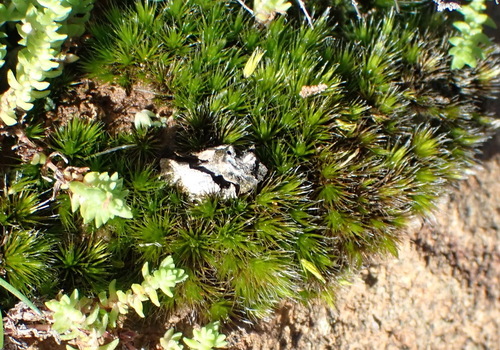 Image of Stiff Swan-neck Moss by (c) Nicola van Berkel, some rights reserved (CC BY-SA)