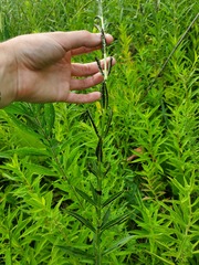 Puccinia physostegiae