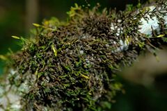 Macrocoma tenuis tenuis