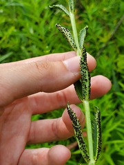 Puccinia physostegiae