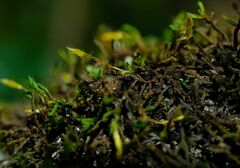 Macrocoma tenuis tenuis