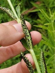 Puccinia physostegiae