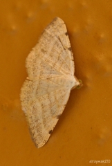 Taeniogramma
